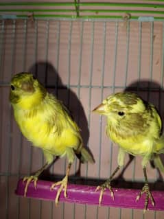 canary singing bird breeder pier