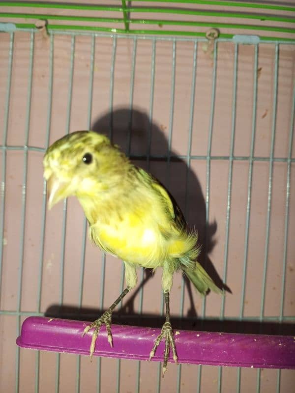 canary singing bird breeder pier 1