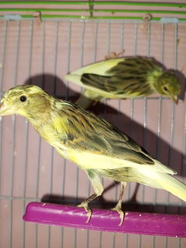 canary singing bird breeder pier 2