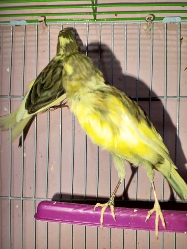 canary singing bird breeder pier 3