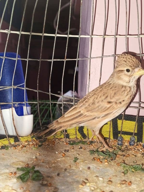 canary singing bird breeder pier 4