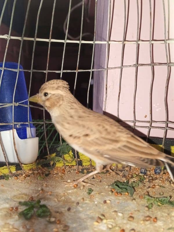 canary singing bird breeder pier 5