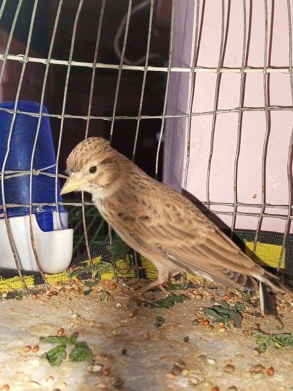 canary singing bird breeder pier 6