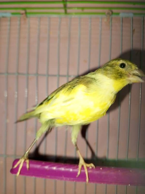 canary singing bird breeder pier 7