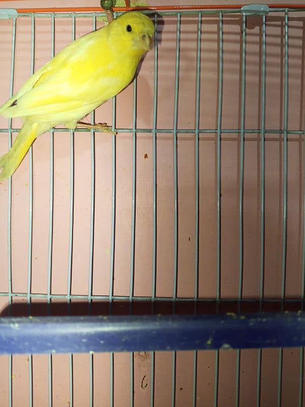 canary singing bird breeder pier 10