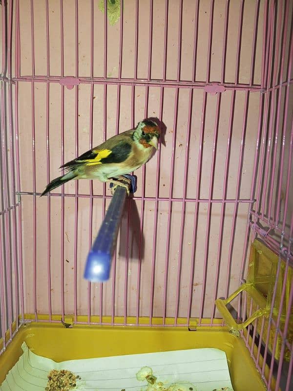 canary singing bird breeder pier 12