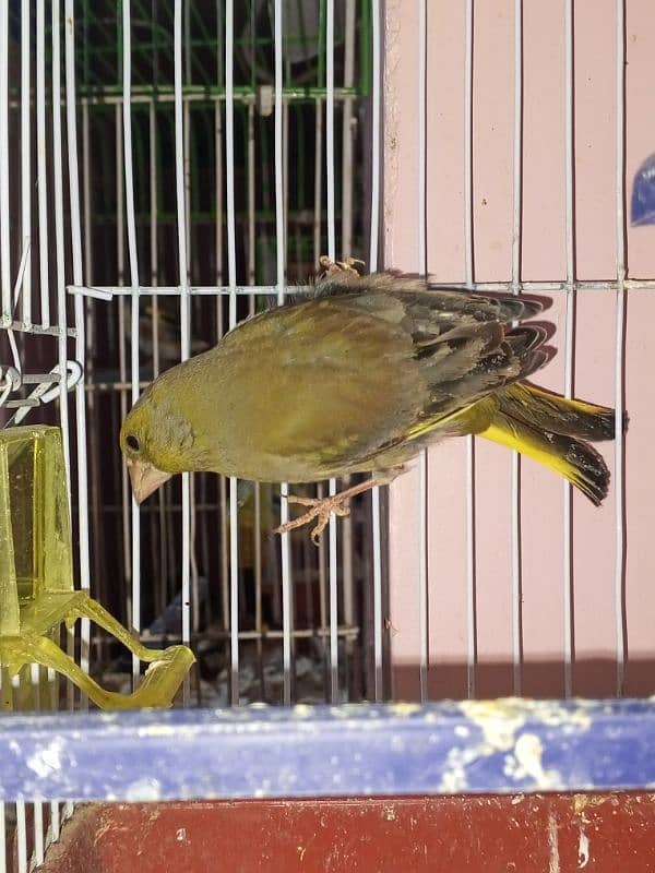 canary singing bird breeder pier 15