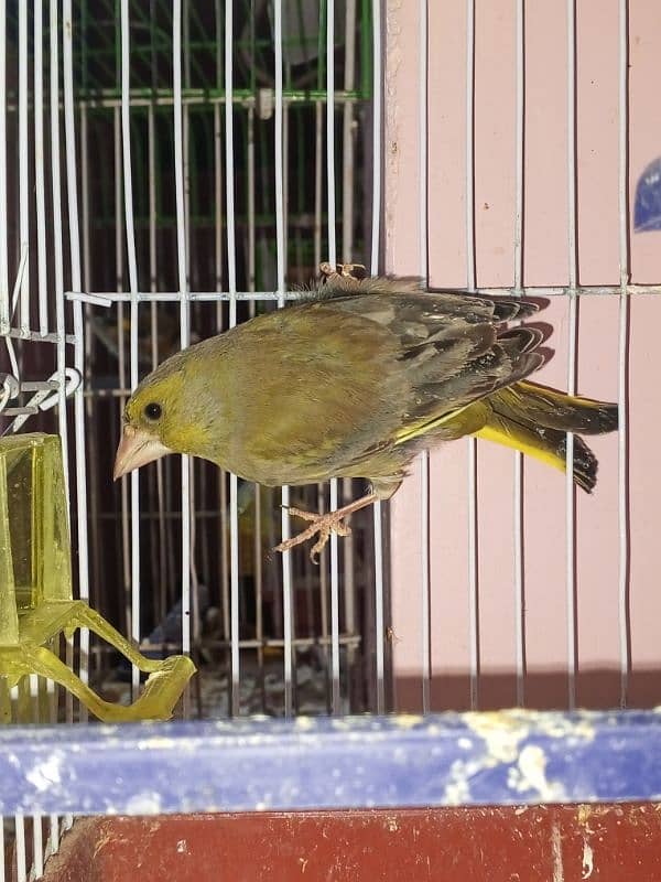 canary singing bird breeder pier 16