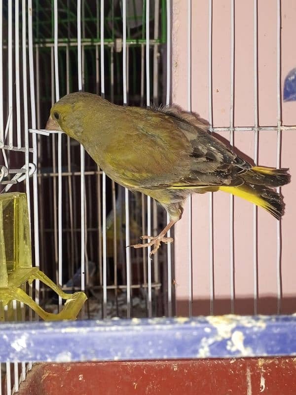 canary singing bird breeder pier 17