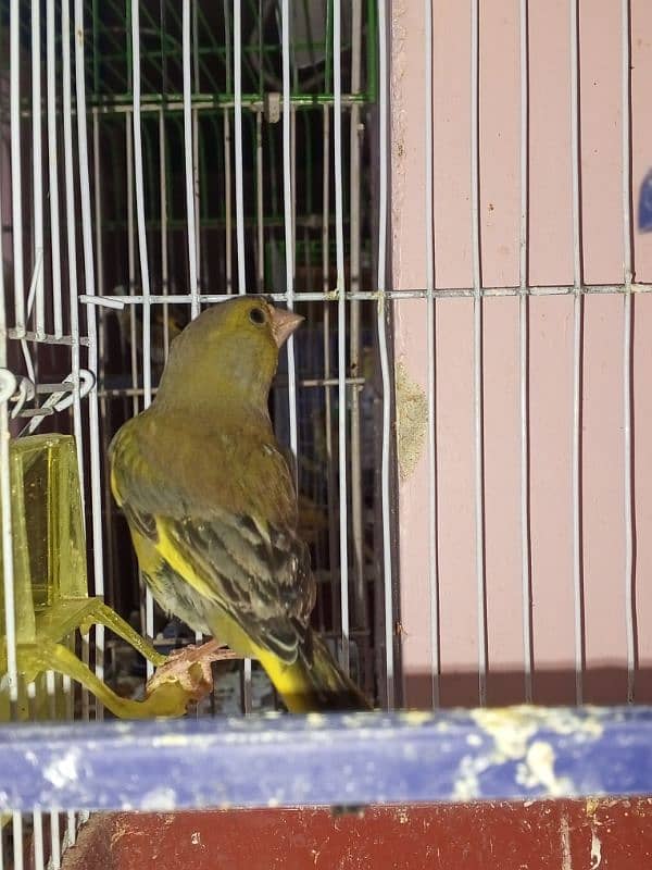 canary singing bird breeder pier 18