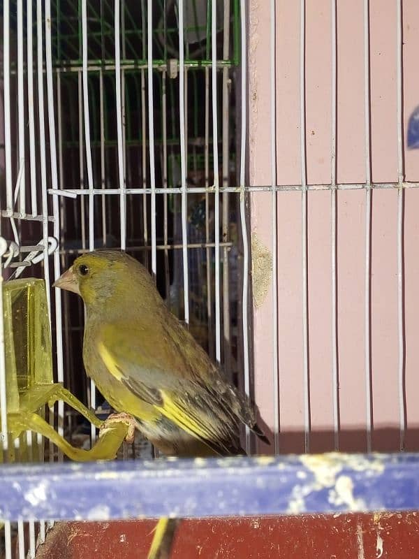 canary singing bird breeder pier 19