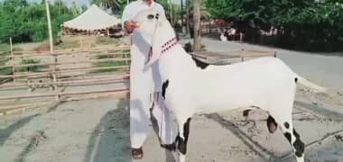 Rajanpuri Bakra Urgent For Sale WhatsApp on 0313,4935,145