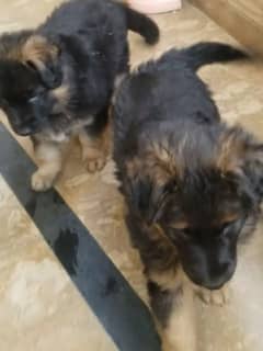 German shepherd Long Coat Male & Female puppy 03287625932WhatsApp