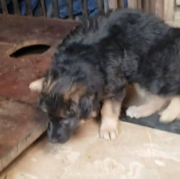 German shepherd Long Coat Male & Female puppy 03287625932WhatsApp 1