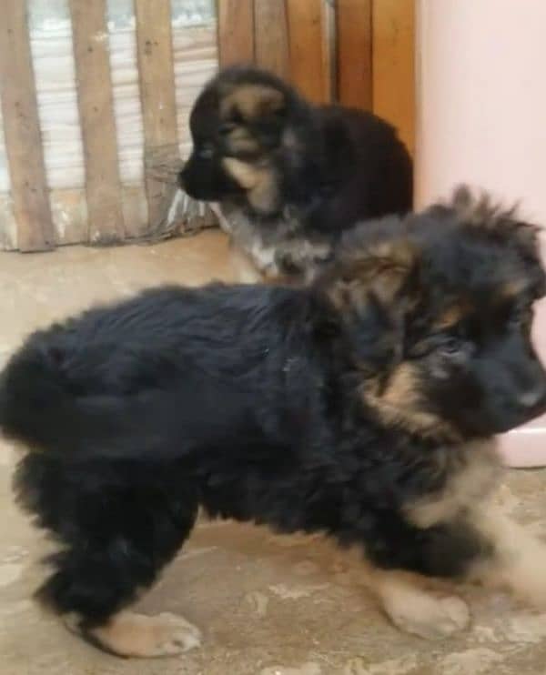 German shepherd Long Coat Male & Female puppy 03287625932WhatsApp 2