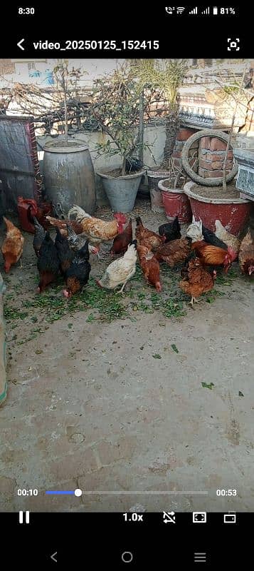 hens for sale 0