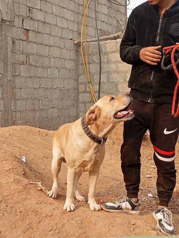 Labrador retriever American Imported 0