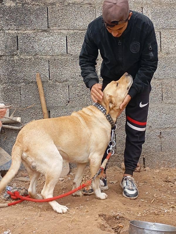 Labrador retriever American Imported 1