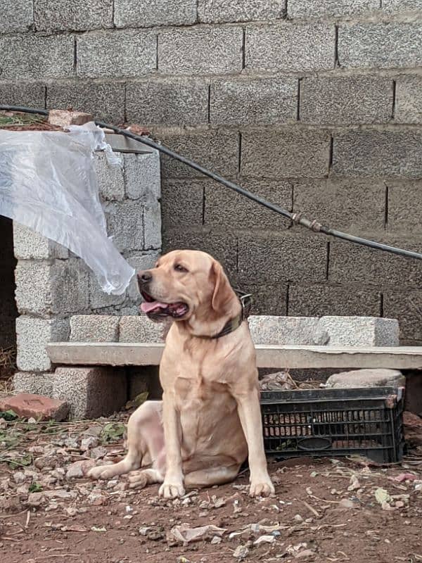 Labrador retriever American Imported 2