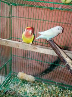 urgent sale love bird 3 birds