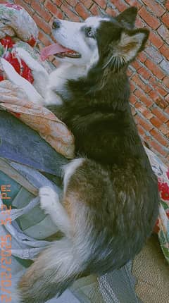 Siberian husky wolly coat blue eyes female