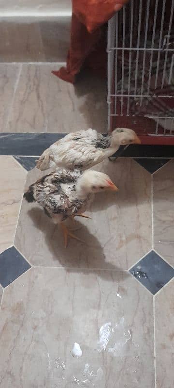 aseel chickens 1