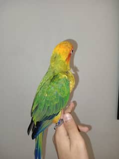 Sun Conure Chicks for sale