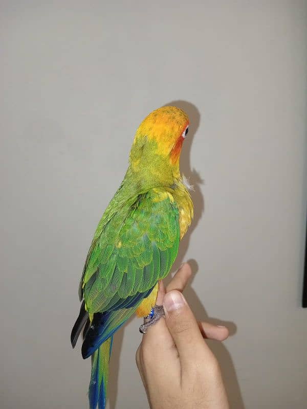 Sun Conure Chicks for sale 0