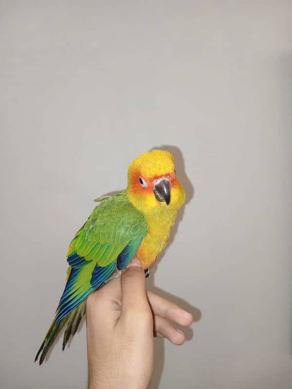 Sun Conure Chicks for sale 1