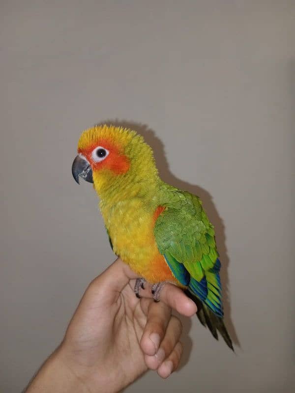 Sun Conure Chicks for sale 2