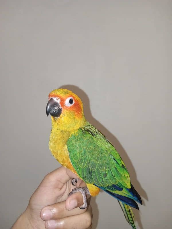 Sun Conure Chicks for sale 3