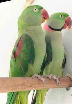 Raw parrot Breader pair