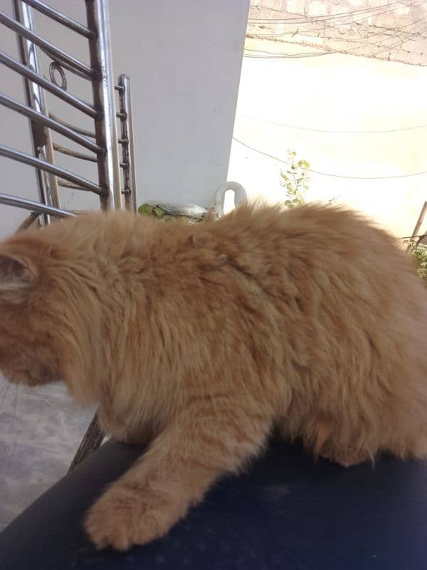 Persian cats available 6