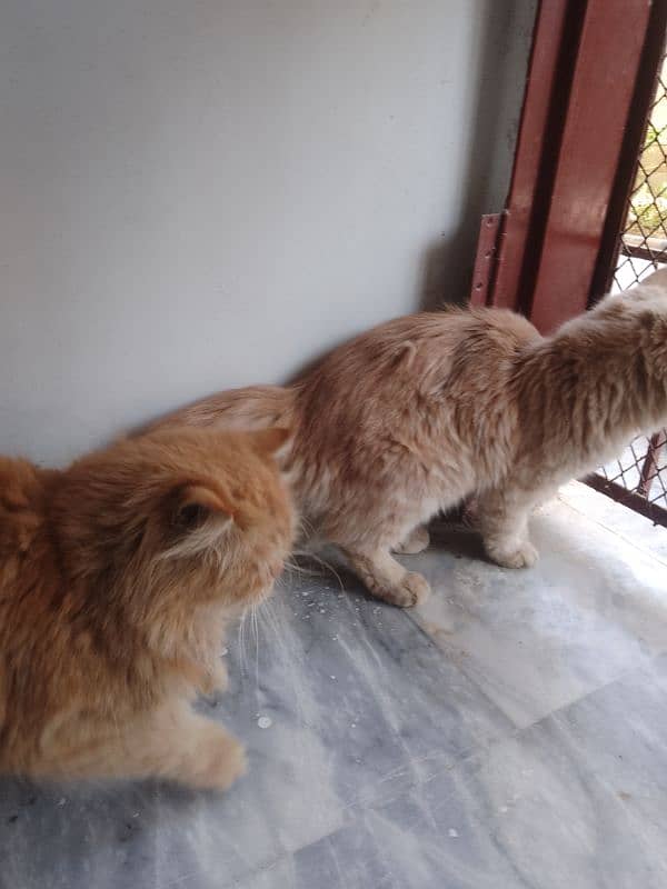 Persian cats available 7