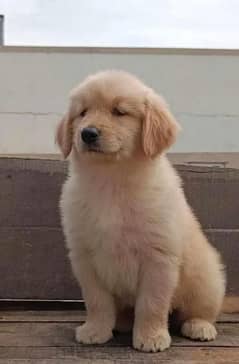 golden retriever puppy for saleOnly WhatsApp number03468556940