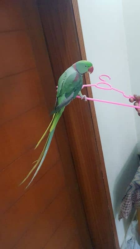 Raw Parrot 0