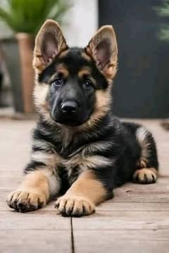 German shepherd puppies Double Coat My WhatsApp number 03001868066