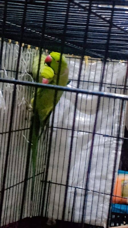 parrot 1