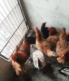 egg laying hens