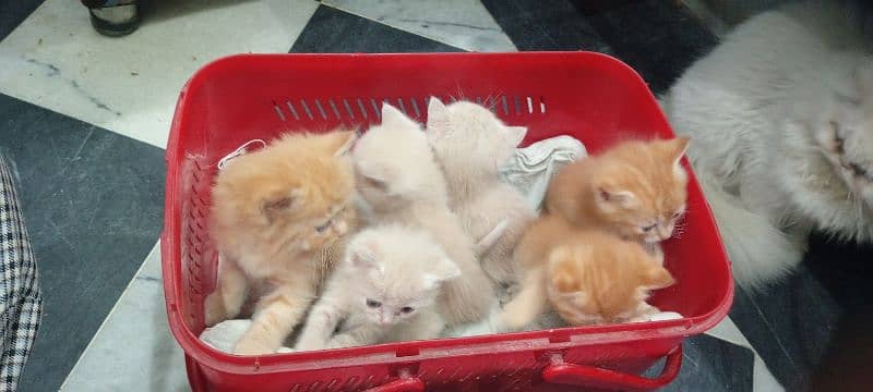 Persian kittens 1