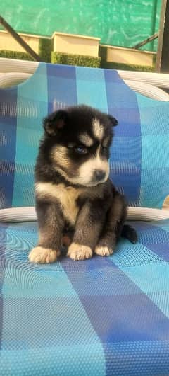 Siberian Husky. Female. Blue Eyes. Wooly Coat. Heavy Bone Structure