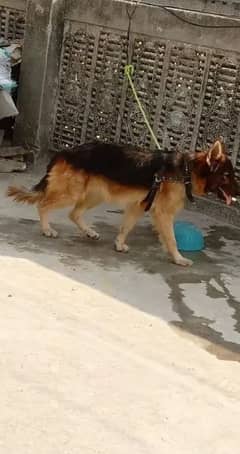 18 Months German Shepherd Male Dog for dale only WhatsApp