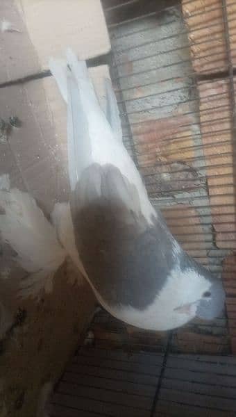 lahori sherazi piegon 2