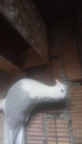 lahori sherazi piegon 4