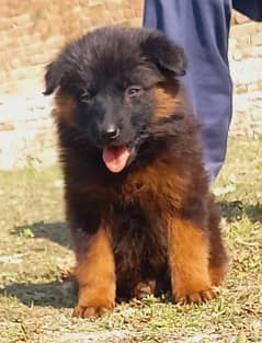 German Shepherd puppies for sale