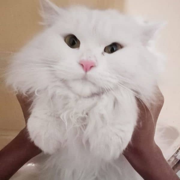 Persian male cat 0