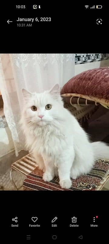 Persian male cat 1