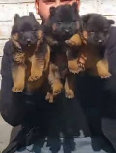 German shepherd Long Coat Male & Female puppy 03287625932WhatsApp