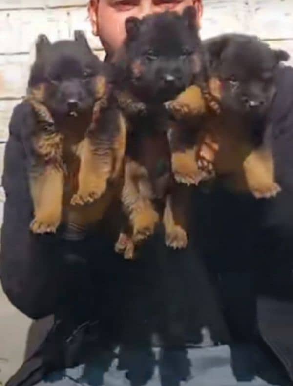 German shepherd Long Coat Male & Female puppy 03287625932WhatsApp 0