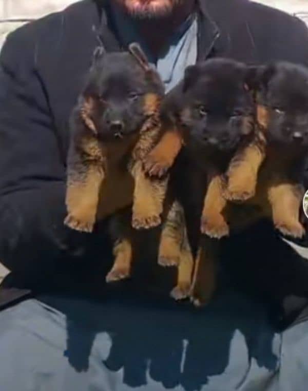 German shepherd Long Coat Male & Female puppy 03287625932WhatsApp 1